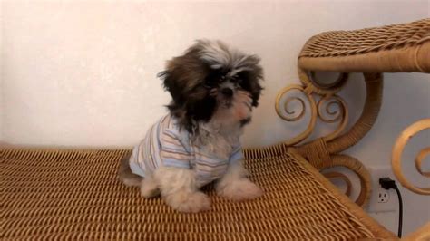 Cute Puppy Shih Tzu Youtube
