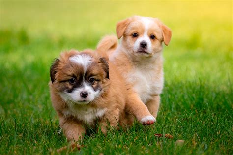 Las Mejores Razas De Perros Pequeños Mini Y Toy