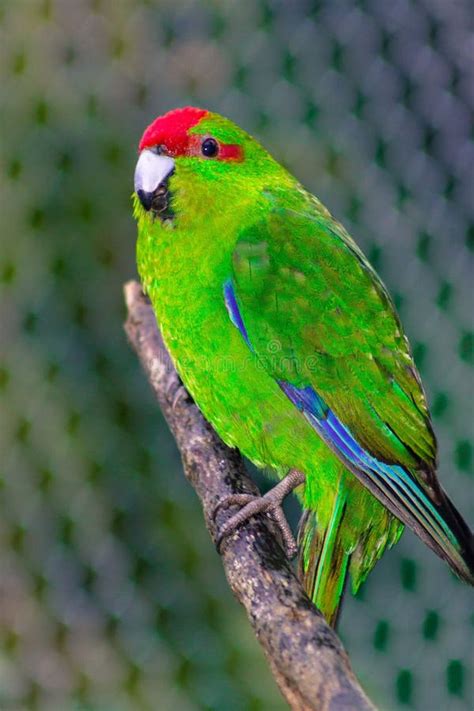 Close Up Image Of A New Zealand Red Crowned Parakeet Stock Photo
