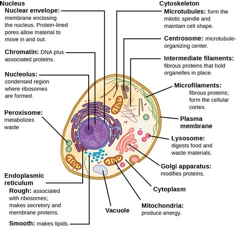 Biology 2e The Cell Cell Structure Eukaryotic Cells Infohio Open Space