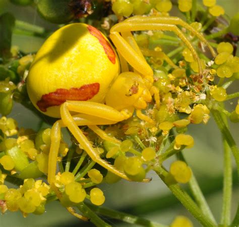 Yellow Spider Red Stripes Goldenrod Spider Misumena Aug7 2 Flickr