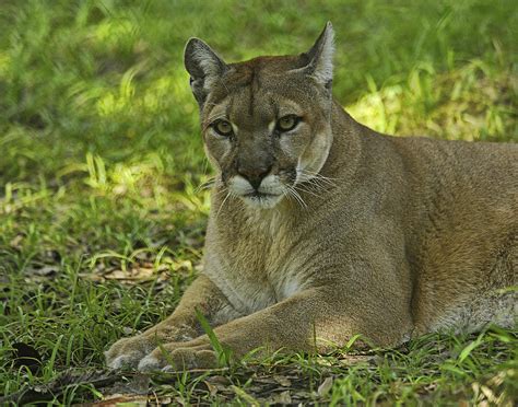 Florida Panther Photograph By Keith Lovejoy Fine Art America