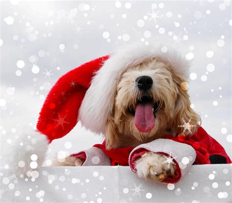Christmas Dogs Maltese Winter Hat Tongue Hd Wallpaper