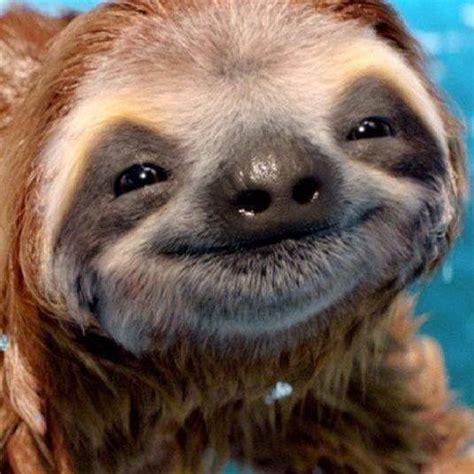 Da Lil Happy Sloth ☺️ Cute Baby Sloths Baby Animals