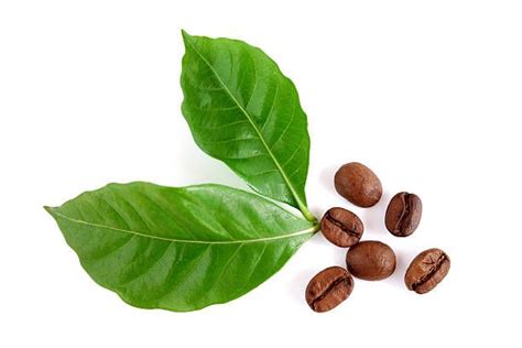 Image Result For Coffee Leaves Plant Leaves Leaves Plants