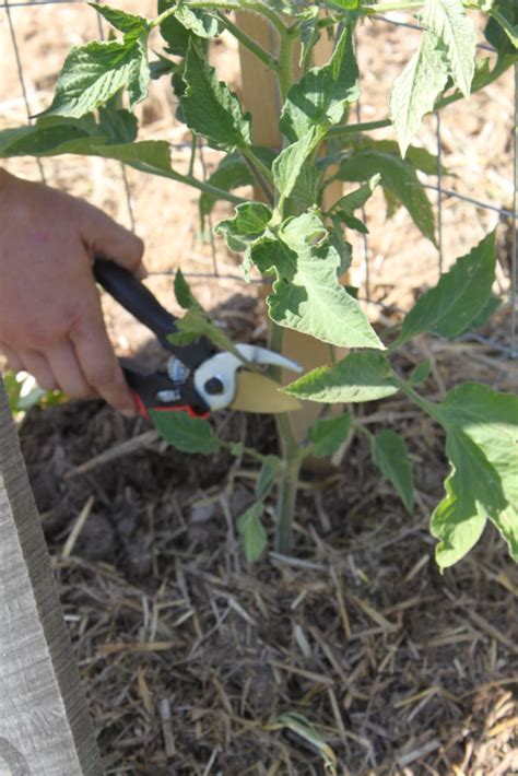 How We Prune Tomatoes For A Healthy Productive Crop Old