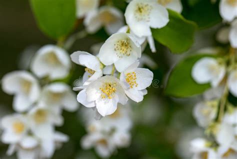 Beautiful Blossoming Branch Of Jasmine In Garden Stock Image Image