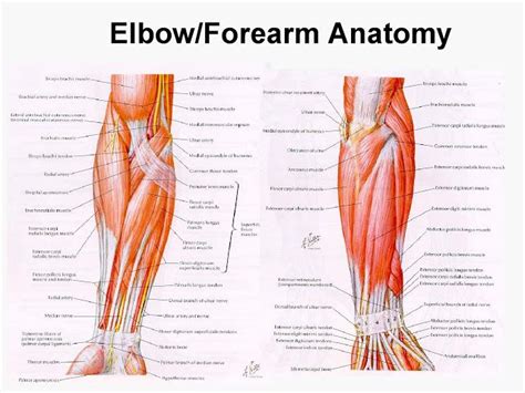 Injuries to this muscle are rare. Elbow/Forearm #Anatomy | Anatomy, Forearm anatomy, Arm anatomy