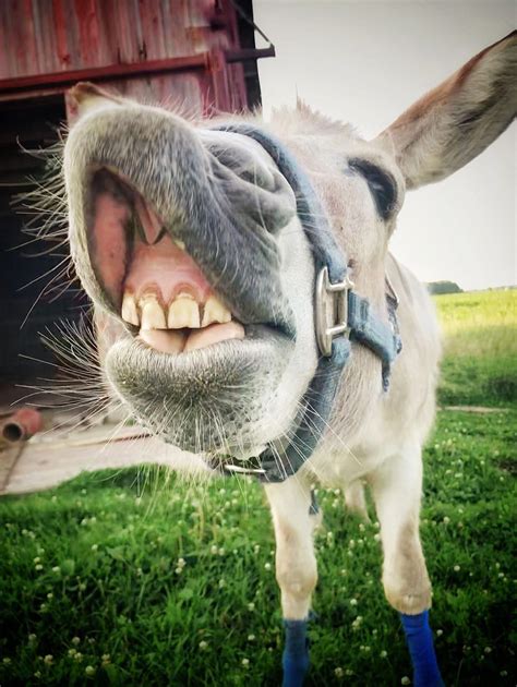 Charlie 💙 Cute Donkey Donkey Funny Funny Animals