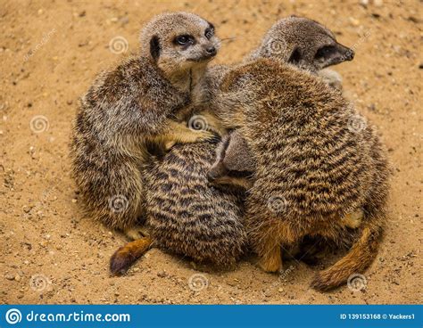A Group Of Cute Baby Meerkats Stock Photo Image Of Centre Meerkats