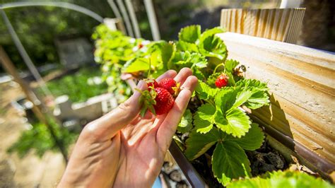 Erdbeeren Vertikal Anbauen Anleitung Tipps Zum Nachmachen Plantura