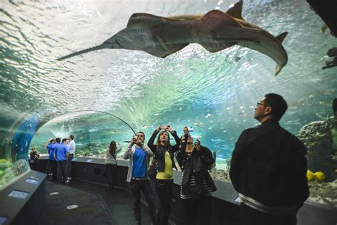 130 Million Ripleys Aquarium Features Sharks Eels Crabs And Rays