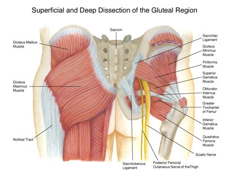 • posterior • piriformis • gemellus superior • obturator internus • gemellus inferior • quadratus femoris. Gluteal Region Diagram on Behance