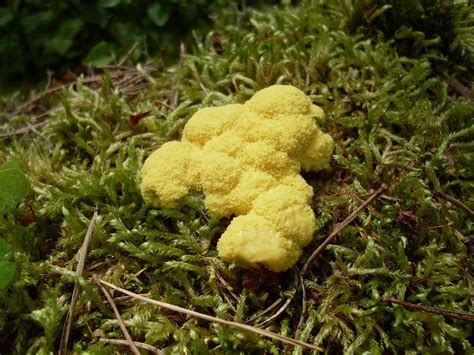 Dog Vomit Slime Mold Fungi Of Occidental · Inaturalist