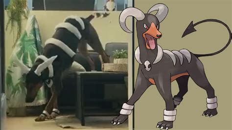 Check Out This Dogs Fan Made Houndoom Pokémon Costume Gonintendo