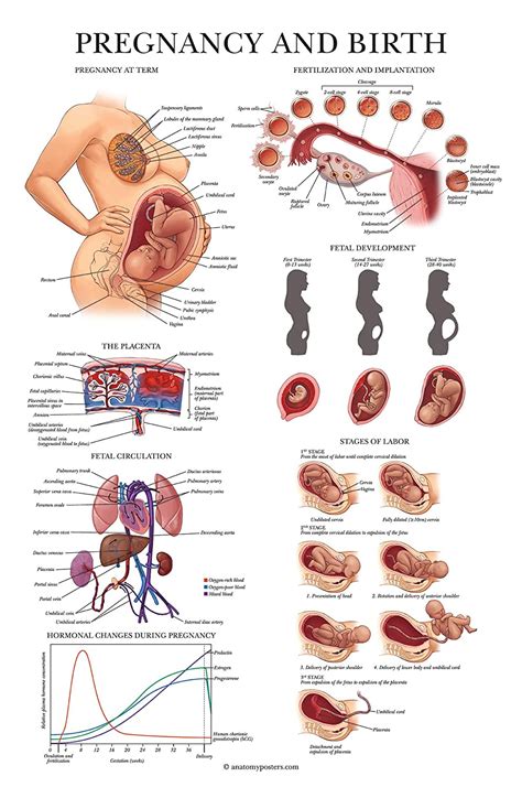Pregnancy And Birth Anatomy Poster Anatomical Chart Of Pregnant