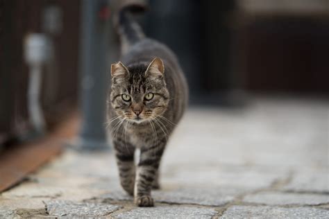 Cat Hunting Competition For Kids Canceled Debate On Feral Cat Control