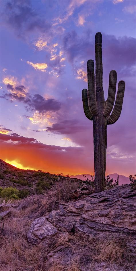 Sunset In Saguaro National Park Arizona Oc 2018x4012 Chairp