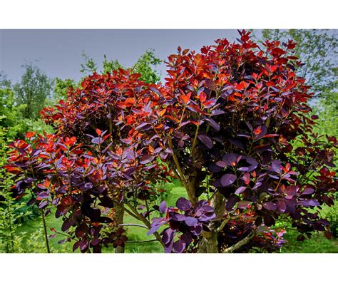 Rhus cotinus, the european smoketree, eurasian smoketree, smoke tree, smoke bush, venetian sumach, or dyer's sumach, is a species of flowering plant in the family anacardiaceae, native to a large area from southern europe. Cotinus coggygria 'Royal purple' - cont. 7.5 litres