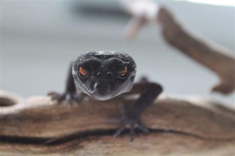 Cave Gecko Care Guide Wiki Geckos Unlimited Amino