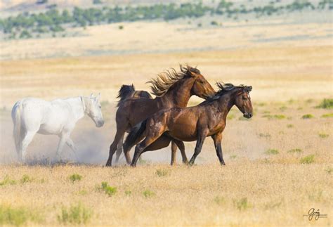 Wild Horses Fighting Onaqui Herd Photography Of Wild Horses