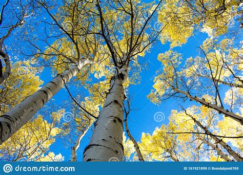 Autumn Aspen Trees In Rocky Mountain National Park Stock Image Image