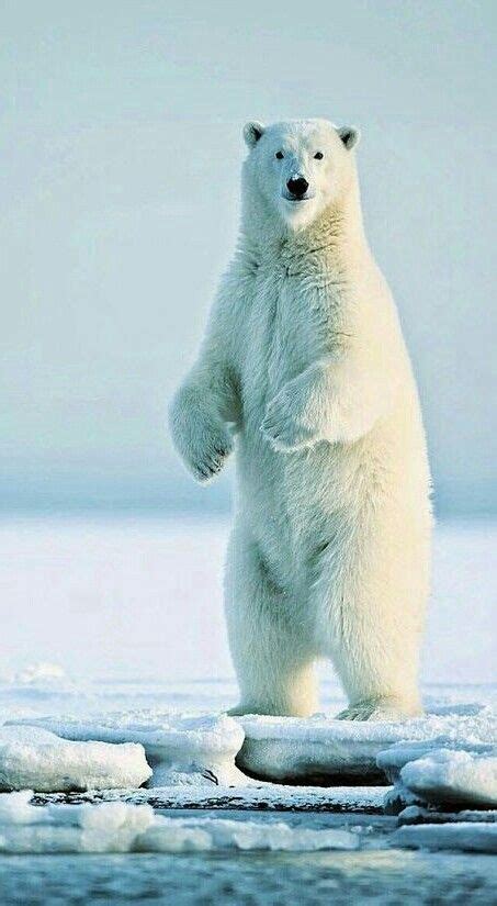 Standing Tall Polar Bear Bear Bear Pictures