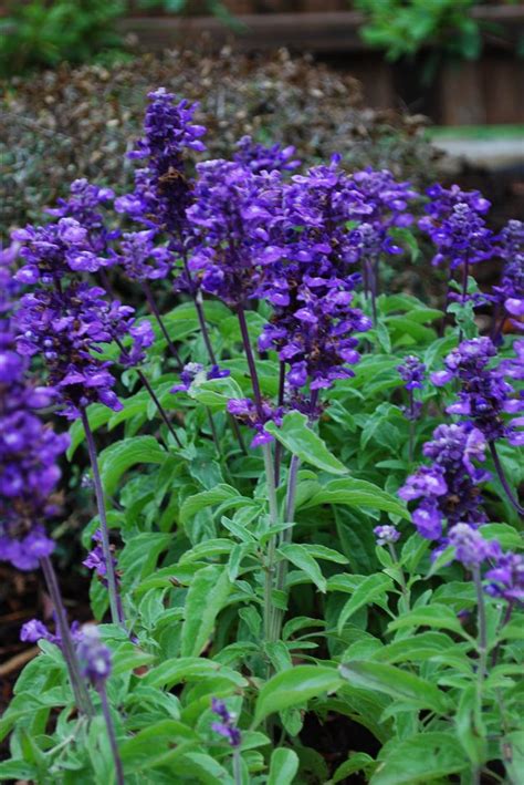 The perennial geranium blooms from early summer until late fall, guaranteeing your garden will have plenty of color all season long. craftyc0rn3r: The Pool Process - Landscaping Completion