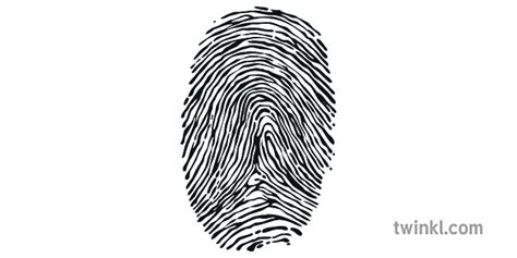Loop Fingerprint Science Arch Loop Whorl Detective Crime Ks3 Ks4