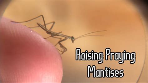 The Guide To Raising Praying Mantises Part One Youtube