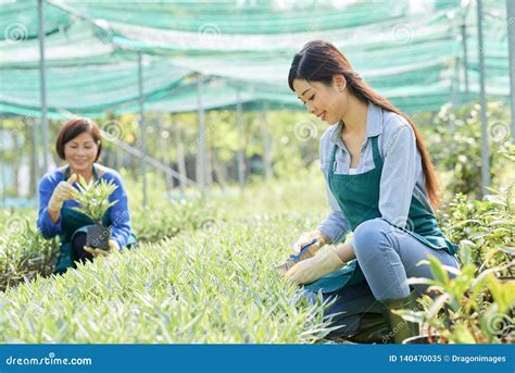Female Florist Caring For Plants Stock Image Image Of Gardening People 140470035