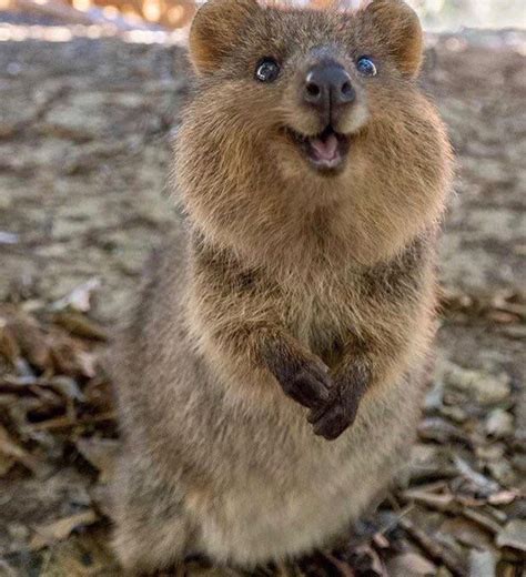 This Quokka At Rottnest Island Off Perth Western
