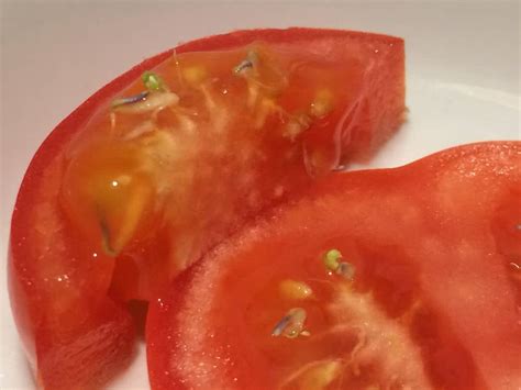 Tomato Sprouts Inside The Tomato