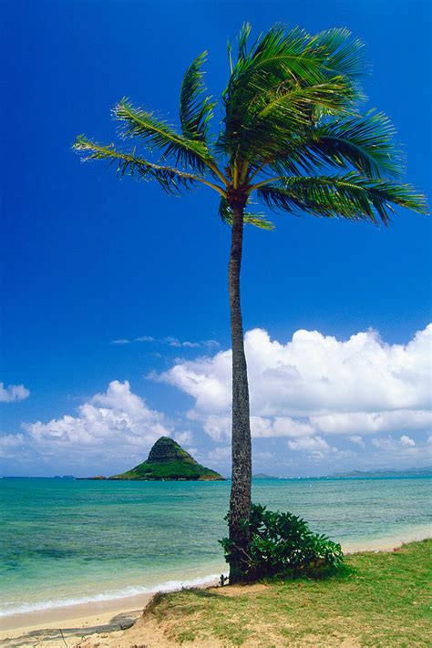 Palm Tree On The Beach Kaneohe Bay Oahu Hawaii Photograph By George Oze