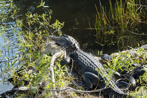 Two Alligators At Everglades National Park Stock Image Image Of