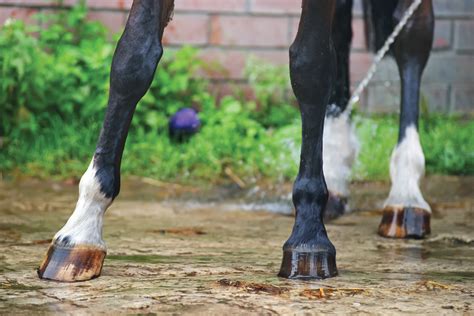 Horse Health Helping Your Horse Manage Ringbone Injury