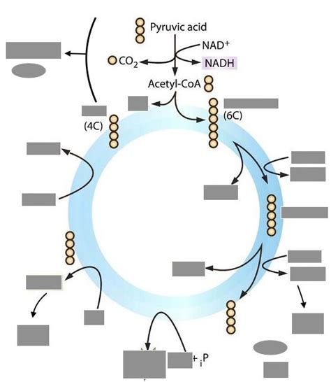 Biology Krebs Cyclecitric Acid Cycle Diagram Quizlet