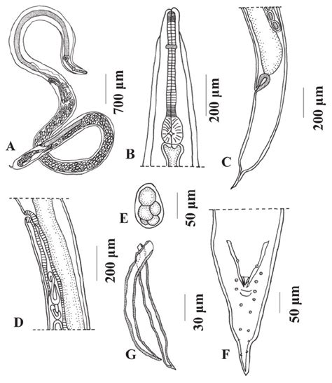Nematode Parasites Of Rhinella Schneideri And Scinax Acuminatus From