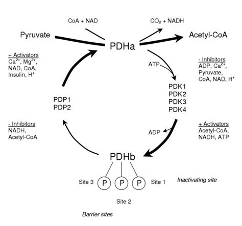 Activation Of Pyruvate Dehydrogenase Enzyme Complex Control By A
