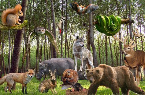 Forest Animals List With Pictures Pictures Zoo Animals