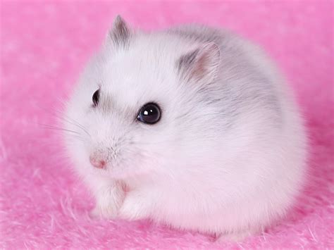 Free Download Hamster Wallpapers Hd Wallpapers Early 1400x1050 For