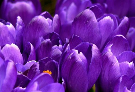 Close Up Photo Of Purple Clustered Flower · Free Stock Photo