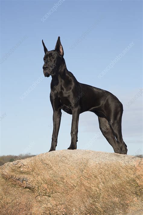 Female Great Dane Atop Seaside Rock Stock Image F0233513 Science