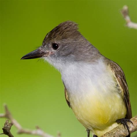 Brown Crested Flycatcher National Geographic