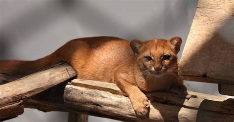 Jaguarundi Cat Pictures Az Animals