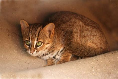 Meet The Smallest Wild Cat On Earth The Rusty Spotted Cat