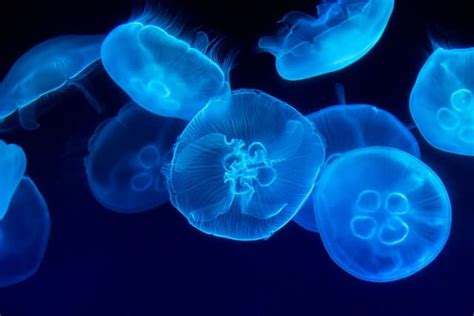 How Jellyfish Survive And Thrive Without A Brain Or Heart Earthlife