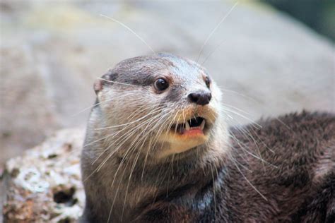Surprised Otter — Weasyl