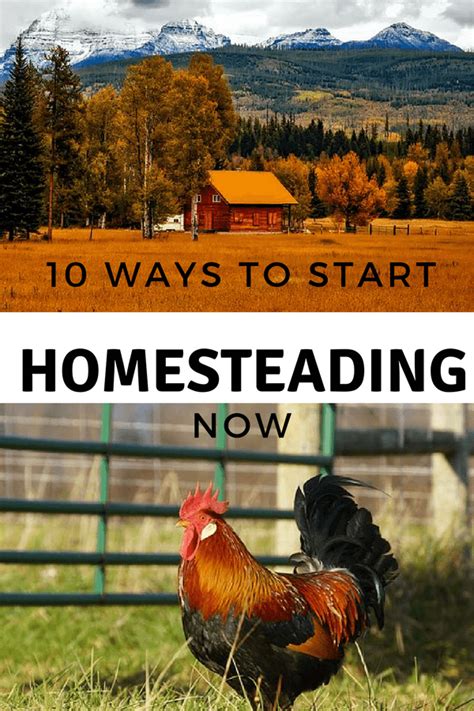 10 ways to start homesteading now self sufficient sarah organic gardening tips homesteading