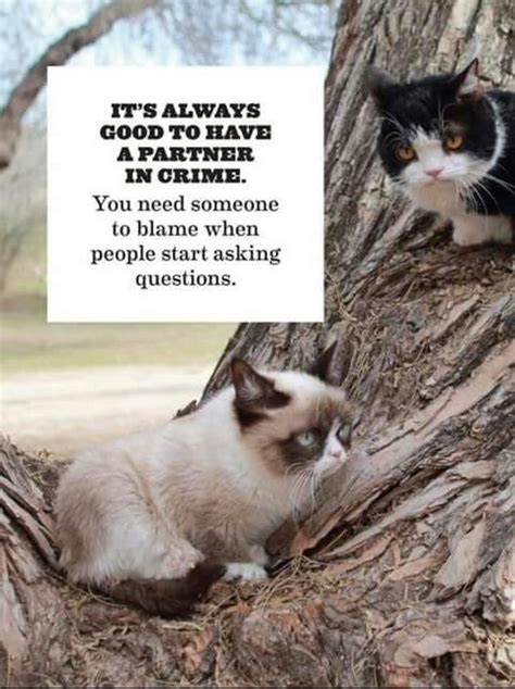 Grumpy Cat And His Brother Pokey Have Some Very Interesting